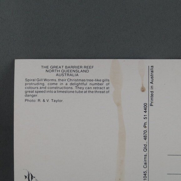 Vintage Postcard - Spiral Grill Worms Great Barrier Reef - Peer Productions - Picture 2 of 4